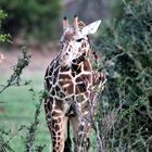 Giraffe_2