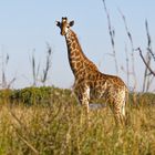 Giraffe_2