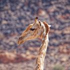 Giraffe_2