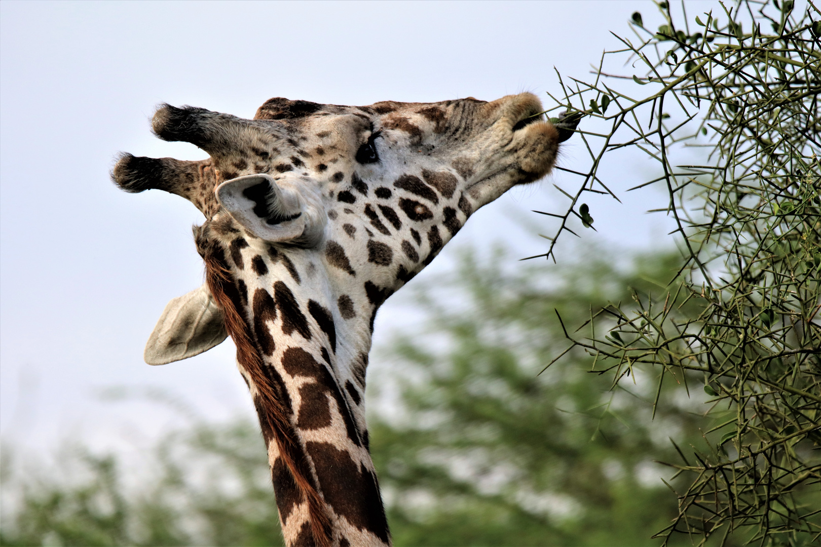 Giraffe_3