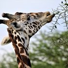 Giraffe_3