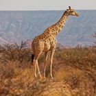 Giraffe_3