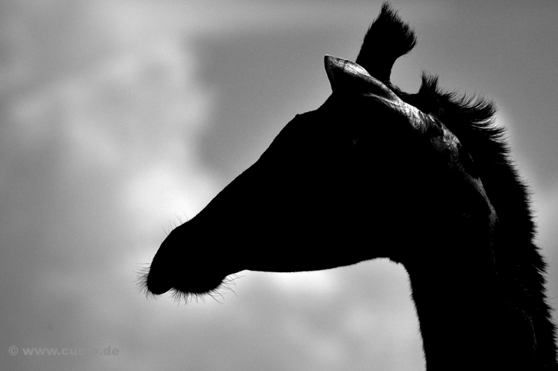 Giraffe_B&W