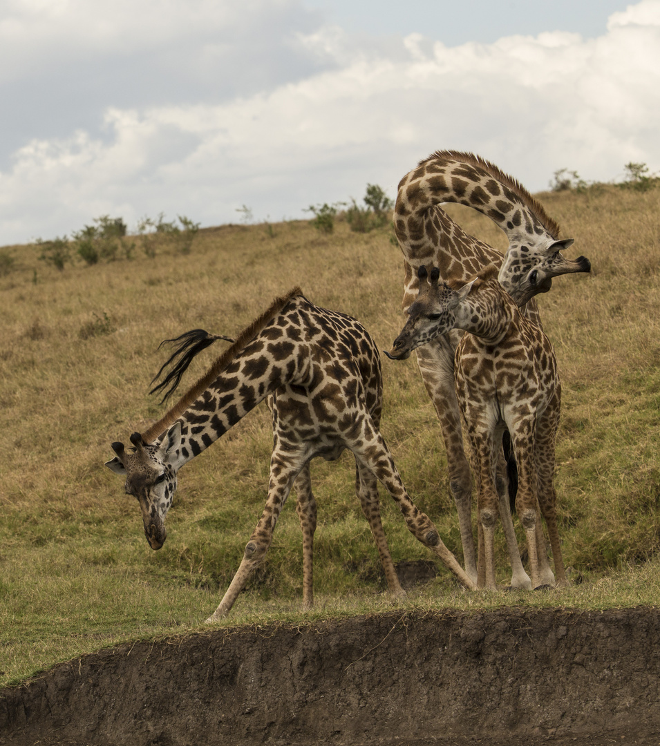 Giraffen