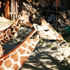 Giraffen