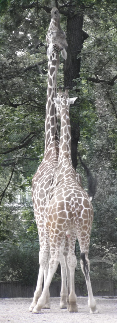 Giraffen