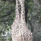 Giraffen