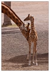 Giraffen