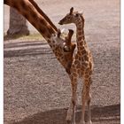 Giraffen