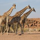 Giraffen 