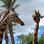 Giraffen