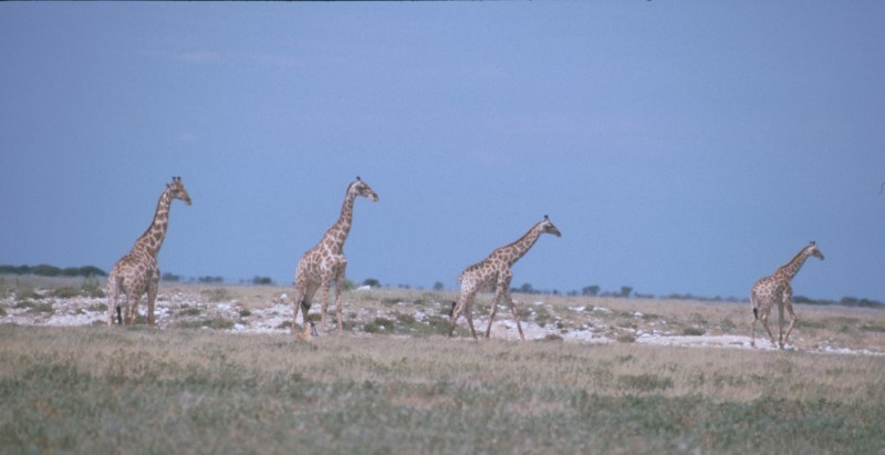 Giraffen 1 Namibia 2007