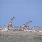 Giraffen 1 Namibia 2007