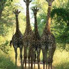 Giraffen