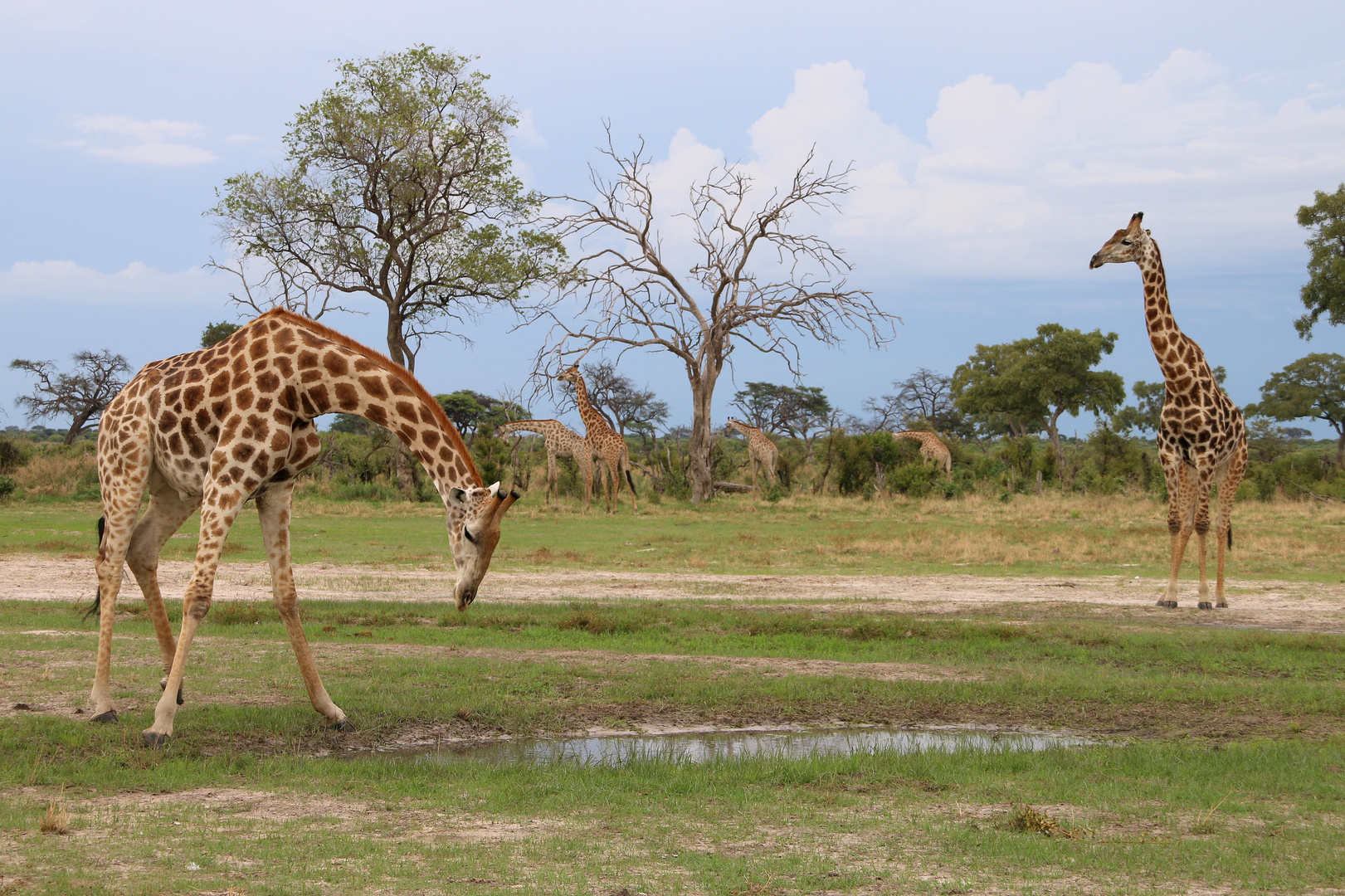 Giraffen