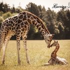 Giraffen