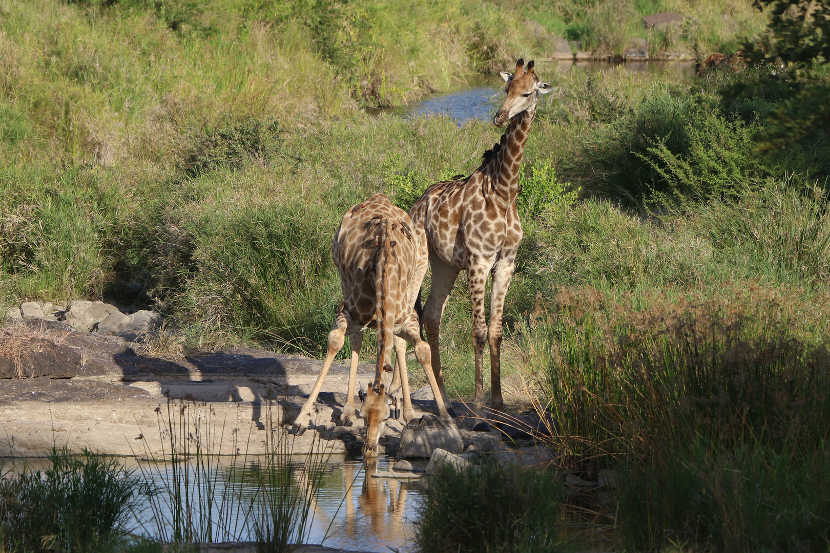 Giraffen