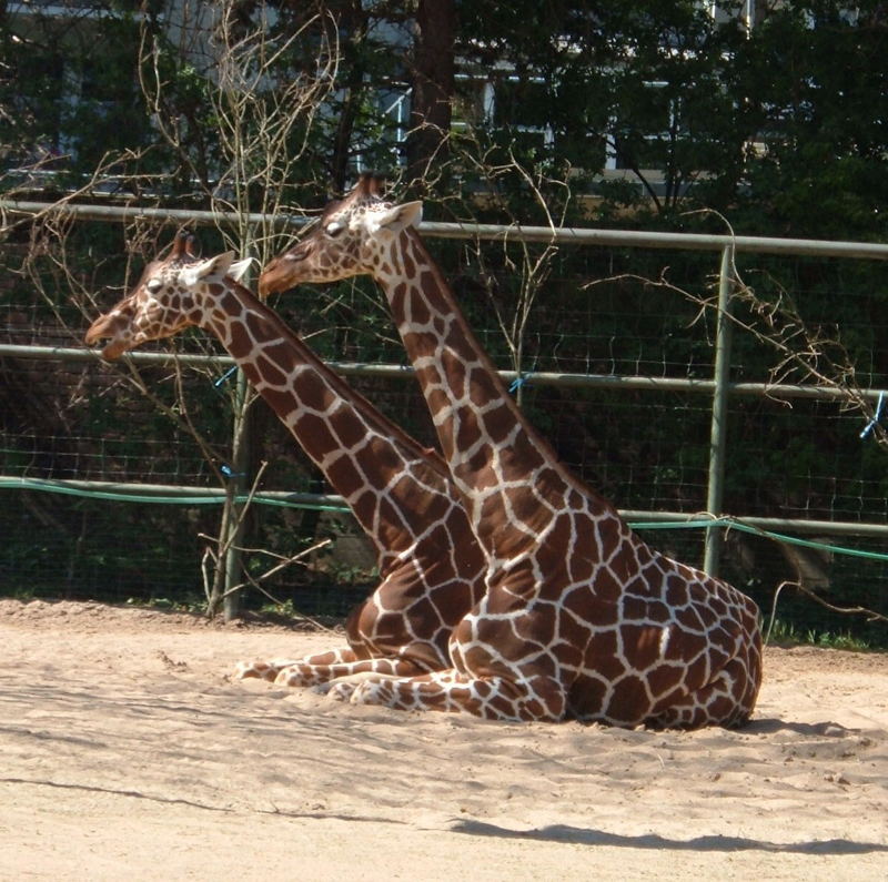 Giraffen