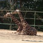 Giraffen