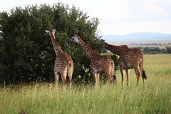 Giraffen 2