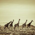 Giraffen 2