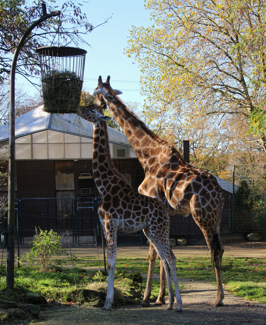 Giraffen (2021_11_09_9160_ji)