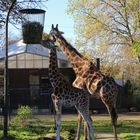 Giraffen (2021_11_09_9160_ji)