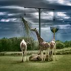 Giraffen