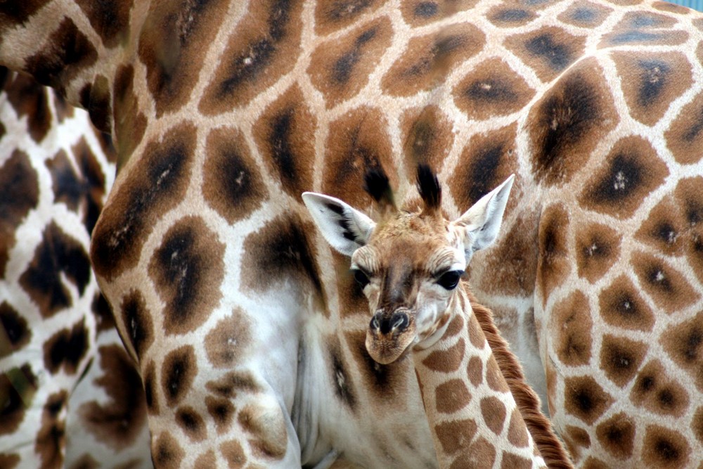 Giraffen