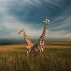 Giraffen