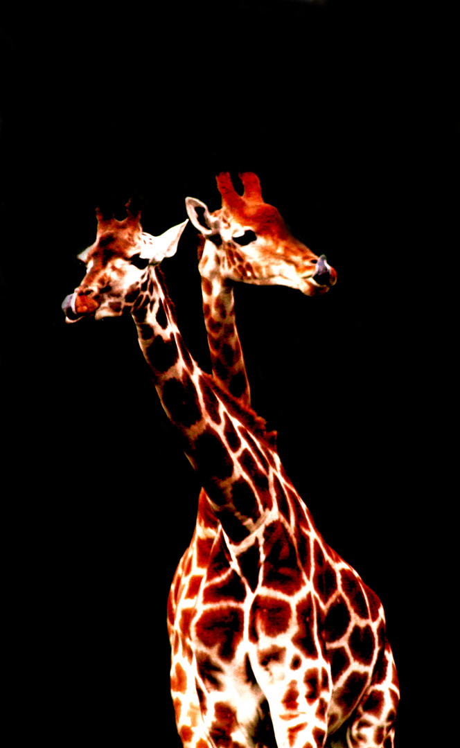 giraffen