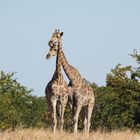 Giraffen