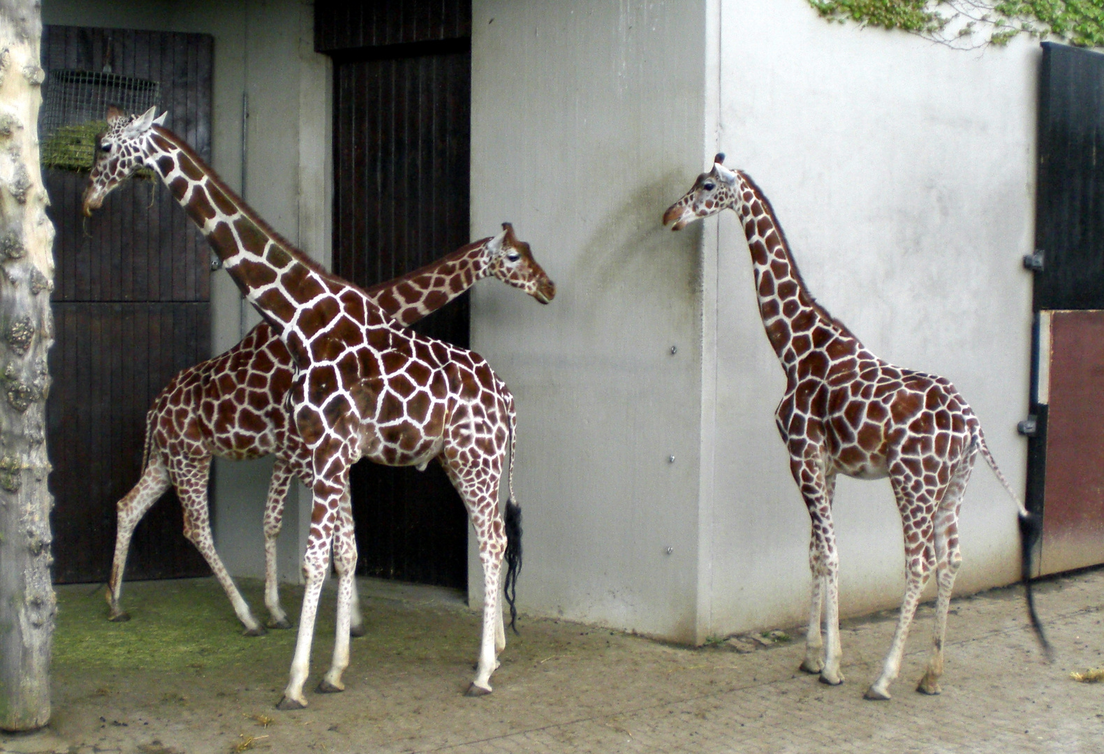 Giraffen