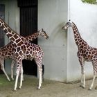 Giraffen