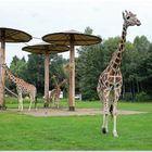 Giraffen