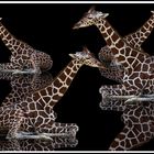 Giraffen