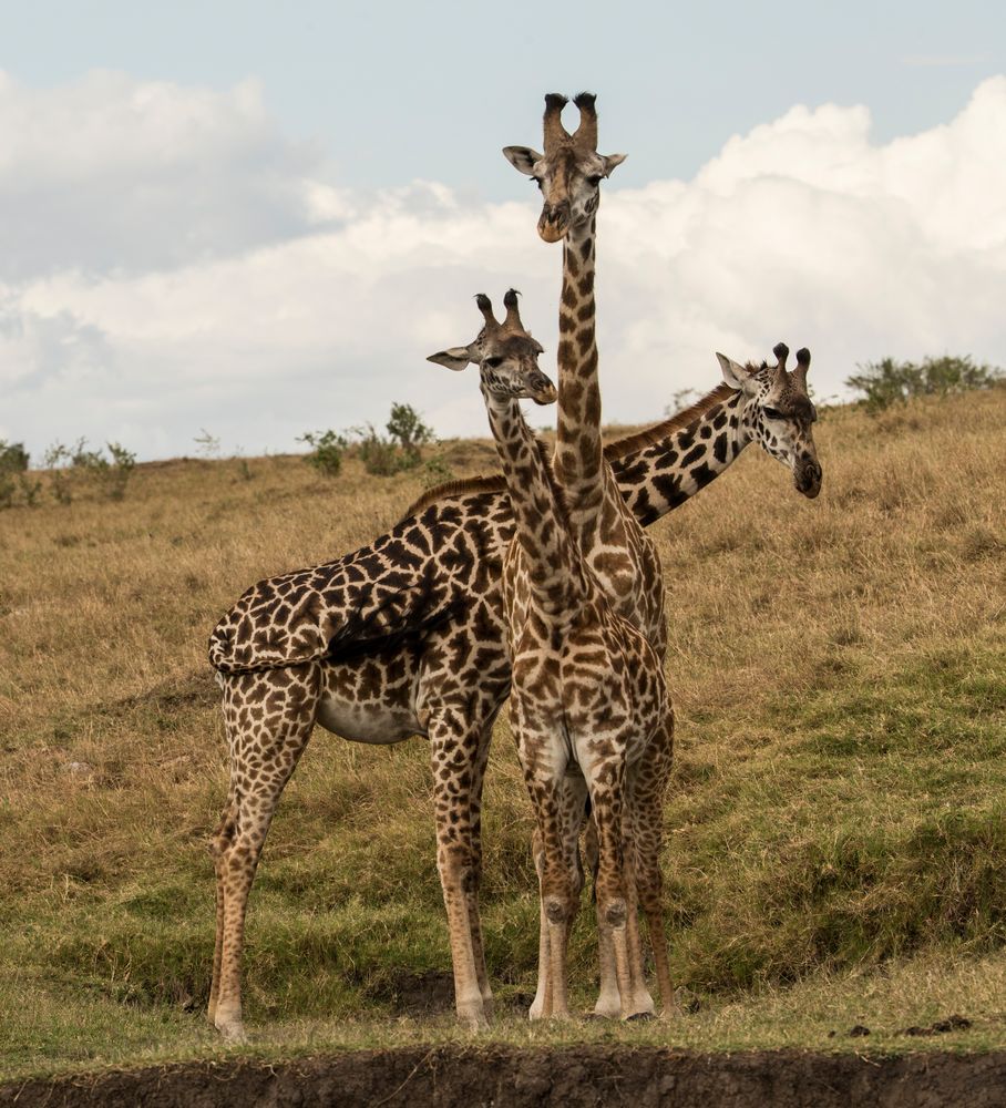 Giraffen