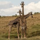 Giraffen