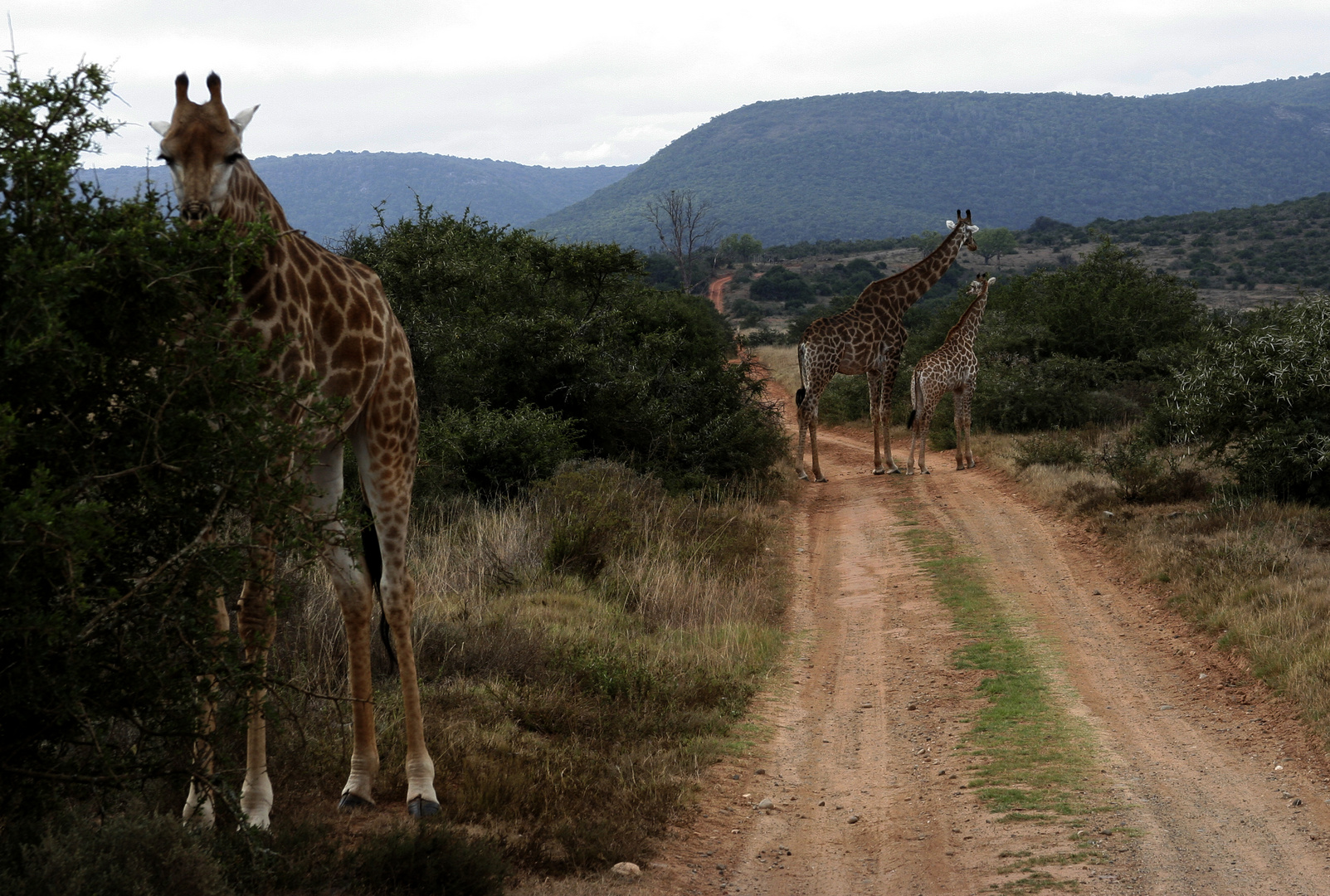 Giraffen