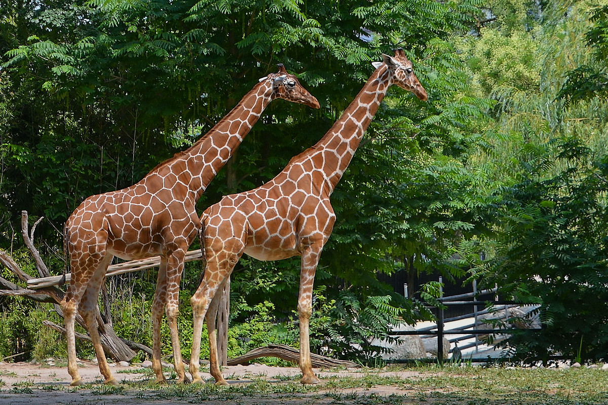 Giraffen