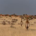 Giraffen