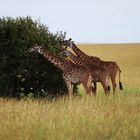 Giraffen