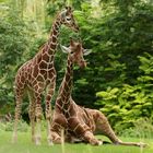 Giraffen