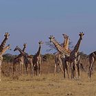 Giraffen