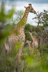 Giraffen