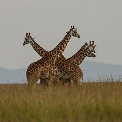 Giraffen