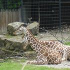 Giraffen