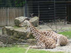 Giraffen