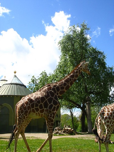 Giraffen