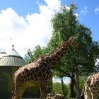 Giraffen